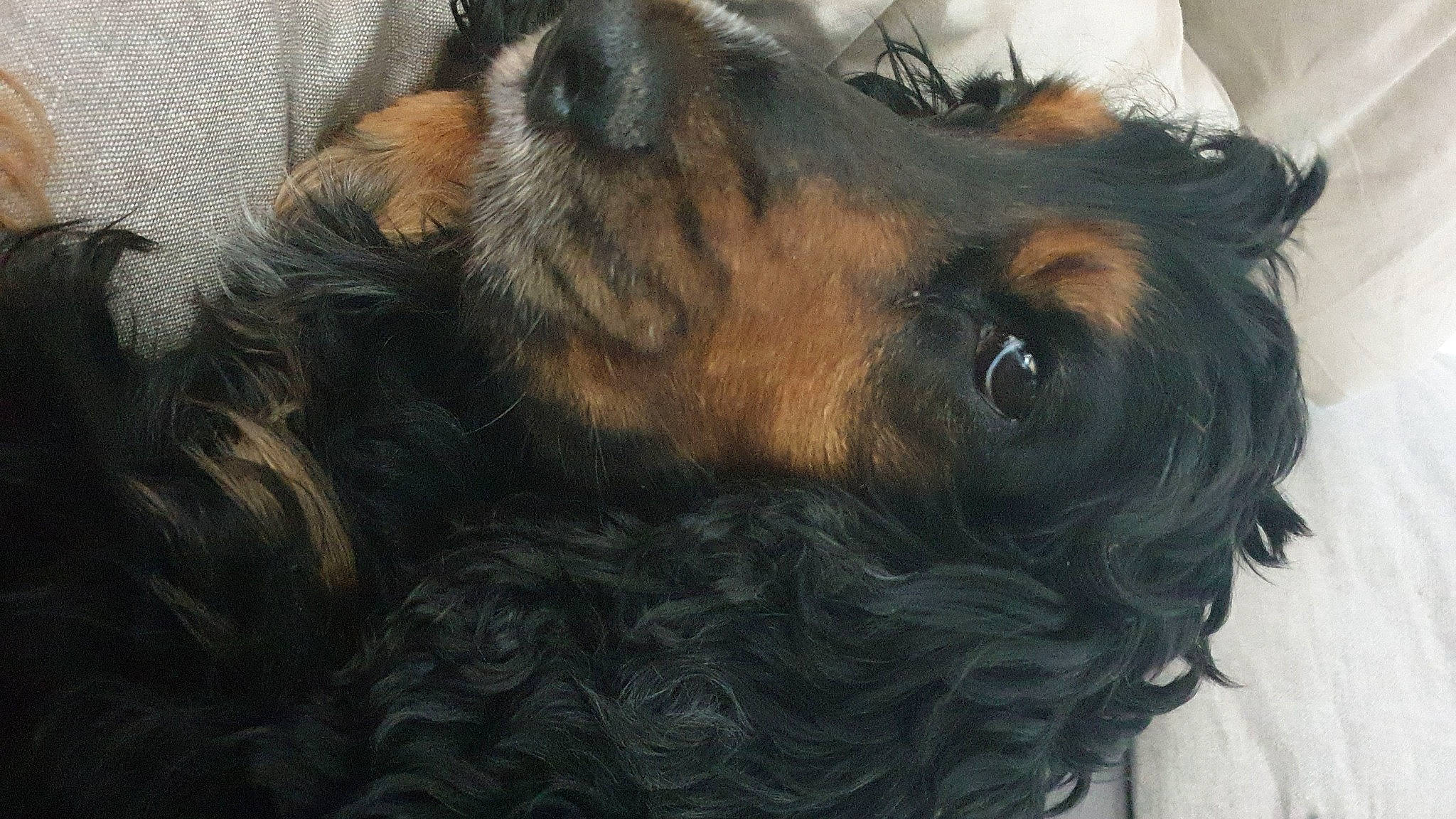 Halma participe au concours pour gagner de l'argent avec cette photo : australian_silky_terrier, australian_terrier, canidae, carnivore, companion_dog, dog, dog_breed, ear, nose, puppy, snout, sporting_group, terrier, welsh_terrier