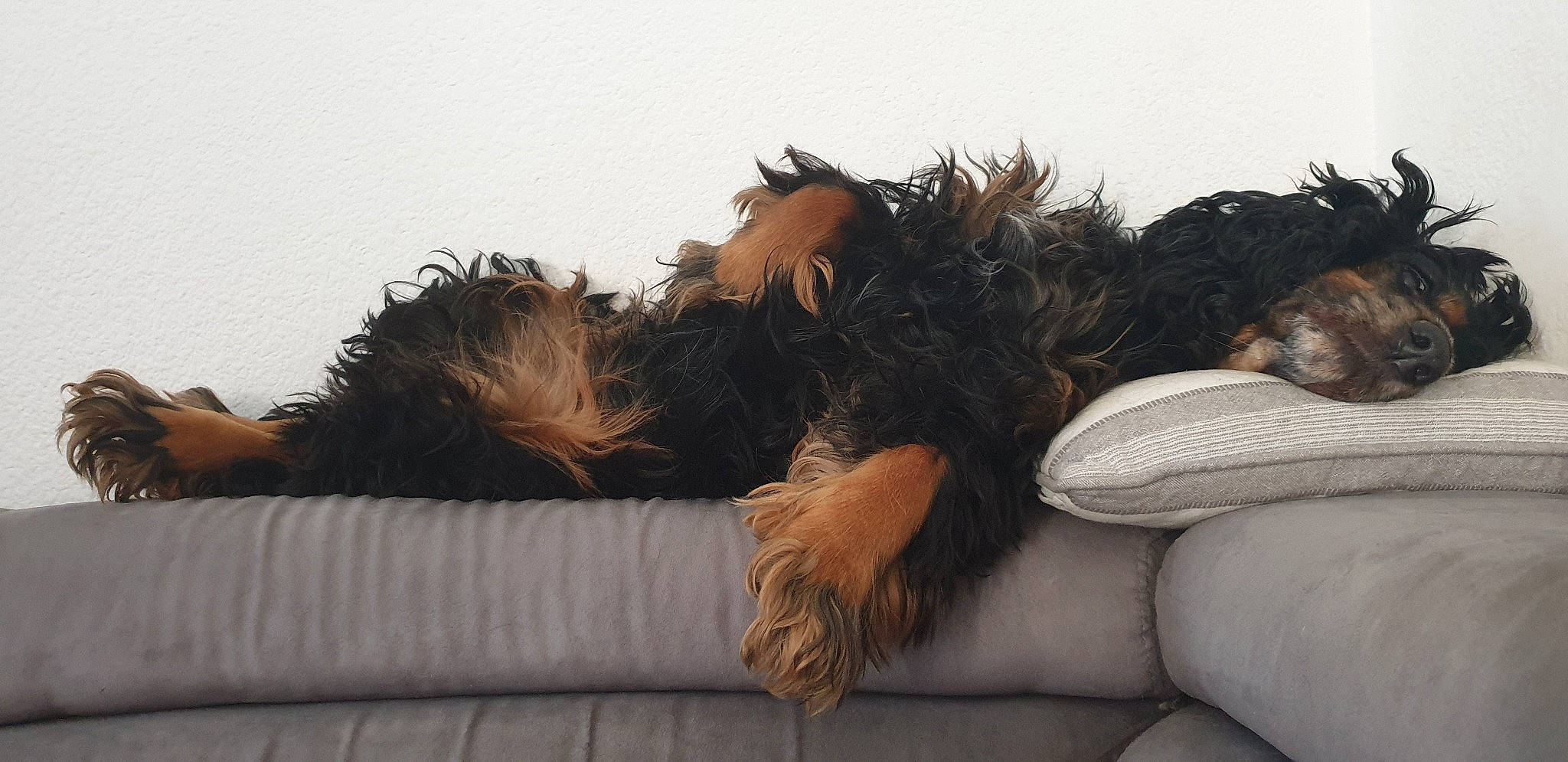 Halma participe au concours pour gagner de l'argent avec cette photo : australian_silky_terrier, canidae, carnivore, companion_dog, dog, dog_breed, fur, nap, puppy, sporting_group, terrier, yorkshire_terrier