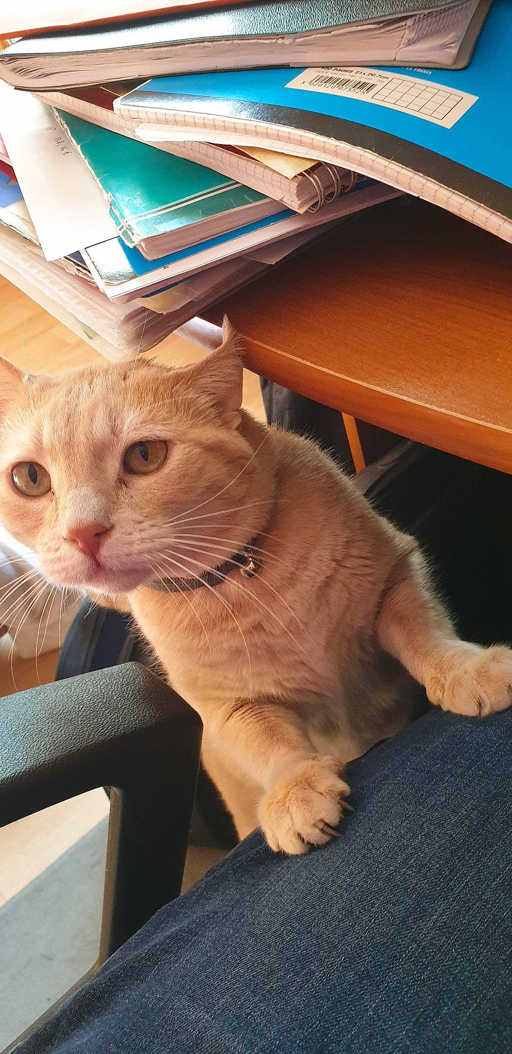 Pouske participe au concours pour gagner de l'argent avec cette photo : aegean_cat, asian, carnivore, cat, domestic_short_haired_cat, european_shorthair, fawn, felidae, mammal, small_to_medium_sized_cats, snout, tabby_cat, whiskers