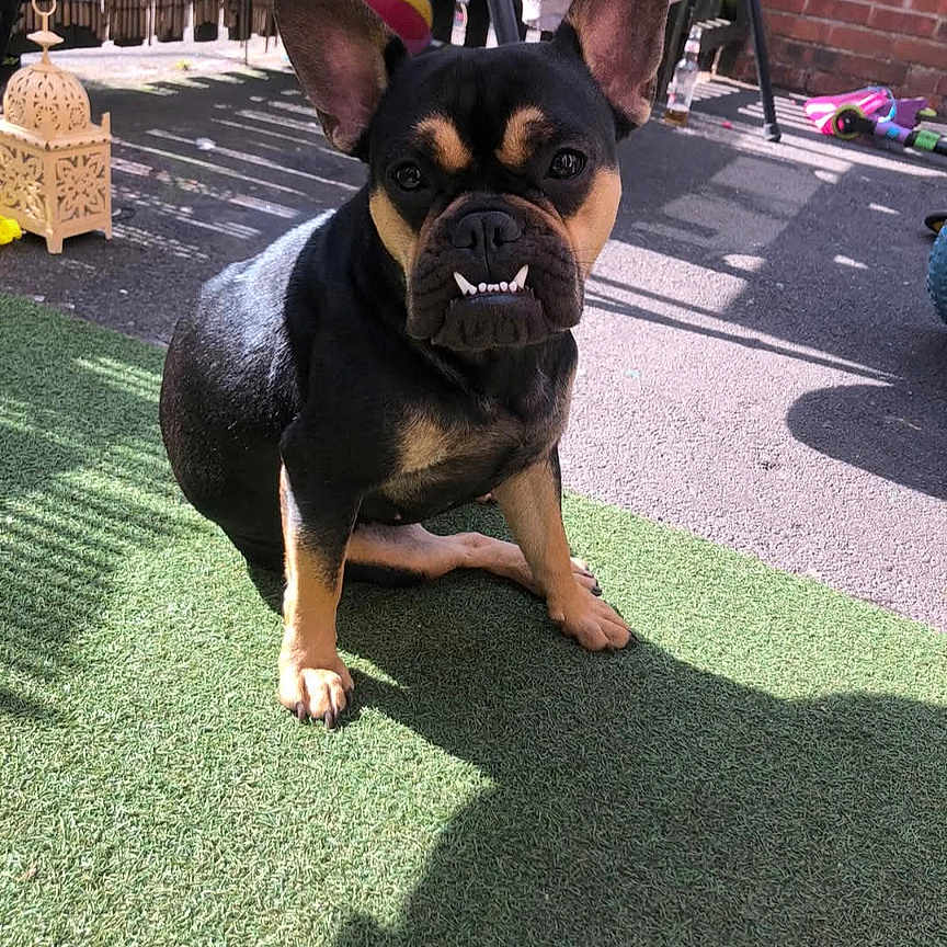 Lola is registered to the contest to win money with this photo: animal, bodypart, bostonbull, boxer, bulldog, canine, dog, frenchbulldog, grass, mouth, outdoors, person, pet, pitbull, plant, playarea, policedog, puppy, snout, sphere
