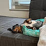 Noel is registered to the contest to win money with this photo: dog, pet_bed, couch, window, blanket, relaxed, indoor, furniture, cozy, paw, fur, resting, canine, home, animal, sleepy, comfort, domestic, side_view, living_room