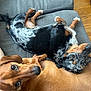 Noel joined the competition — help win amazing prizes! dog, dachshund, couch, indoor, brown_dog, black_and_white_dog, pets, animal, snuggling, cozy, wooden_floor, fur, looking_at_camera, close_up, two_dogs, companion, relaxing, cute, friendly, domestic_animal