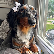 Noel is registered to the contest to win money with this photo: animal, black, bow, brown, close_up, companion, couch, cozy, cute, dachshund, dog, fur, indoor, natural_light, paw, pet, portrait, relaxed, white, window