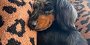 Noel is registered to the contest to win money with this photo: dog, dachshund, sleepy, blanket, leopard_print, cozy, indoor, fur, pet, animal, resting, cute, snuggle, soft_texture, relaxation, companion, mammal, closeup, black_fur, tan_fur