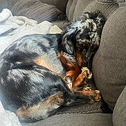 Noel joined the competition — help win amazing prizes! dog, dachshund, sleeping, couch, indoor, pet, fur, curled_up, resting, cozy, blanket, furniture, canine, animal, brown, black, gray, domestic_animal, nap, relaxation