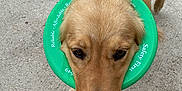 Georgia Lu joined the competition — help win amazing prizes! animal, canine, closeup, concrete, curious, daylight, dog, domestic_animal, ears, fur, golden_retriever, green_ring, head, looking_up, mammal, nose, outdoor, pet, plastic_ring, walking