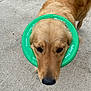 dog, golden_retriever, green_ring, plastic_ring, pet, animal, outdoor, concrete, curious, looking_up, canine, mammal, domestic_animal, fur, nose, ears, walking, daylight, closeup, head