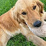 dog, golden_retriever, grass, toy, pet, outdoor, animal, mammal, canine, laying_down, fur, snout, ears, nature, playful, closeup, face, brown, cute, companion