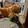 golden_retriever, small_dog, dog, hugging, indoor, dog_toys, water_bowl, dog_mat, bone_pattern, wooden_chair, backpack, floor, blanket, furniture, home, pet, playing, companion, animal, cozy