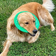 Georgia Lu joined the competition — help win amazing prizes! animal, canine, daylight, dog, frisbee, fun, fur, golden_retriever, grass, green, happy, laying_down, mouth_open, nature, outdoor, park, pet, playful, summer, tail