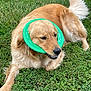 dog, golden_retriever, frisbee, grass, outdoor, pet, playful, canine, animal, laying_down, green, nature, fur, tail, mouth_open, summer, daylight, happy, park, fun