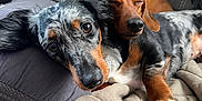 Oscar is registered to the contest to win money with this photo: animal, blanket, closeup, companion, couch, cozy, curious, cute, dachshund, dog, domestic_animal, ears, friendship, fur, indoor, pet, relaxed, resting, sleeping, snuggling
