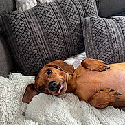 Oscar is registered to the contest to win money with this photo: dachshund, dog, pet, lying_down, tongue_out, blanket, pillow, couch, cozy, indoor, fur, cute, playful, relaxed, brown, canine, snout, nails, ears, home