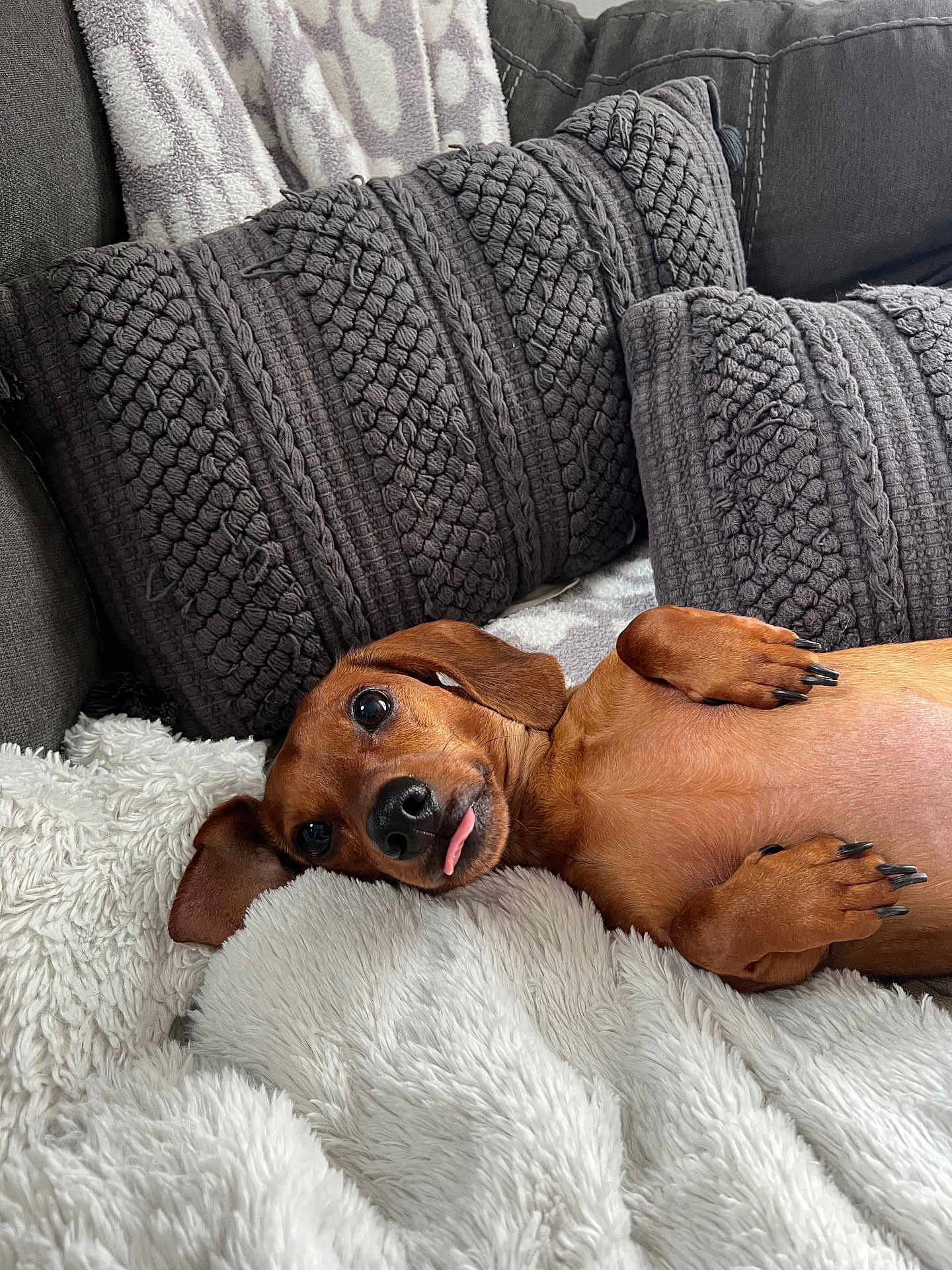 Oscar is registered to the contest to win money with this photo: dachshund, dog, pet, lying_down, tongue_out, blanket, pillow, couch, cozy, indoor, fur, cute, playful, relaxed, brown, canine, snout, nails, ears, home