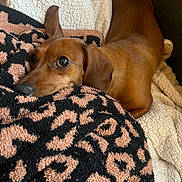 Oscar joined the competition — help win amazing prizes! animal, blanket, brown_dog, comfort, couch, cozy, cute, dachshund, dog, ears, fur, home, indoor, looking, pet, relaxing, resting, snout, soft, texture