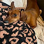 animal, blanket, brown_dog, comfort, couch, cozy, cute, dachshund, dog, ears, fur, home, indoor, looking, pet, relaxing, resting, snout, soft, texture