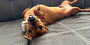 Oscar joined the competition — help win amazing prizes! animal, brown_fur, canine, collar, couch, cute, dachshund, dog, domestic_animal, ears, fur, home, indoor, looking_at_camera, nose, paw, pet, relaxed, upside_down, whiskers