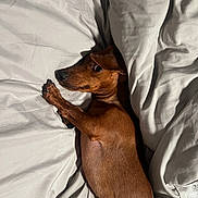 Oscar joined the competition — help win amazing prizes! dog, dachshund, pet, bed, blanket, brown, fur, sleeping, resting, cozy, cute, animal, indoors, paw, snuggling, looking, sideways, soft, relaxed, canine