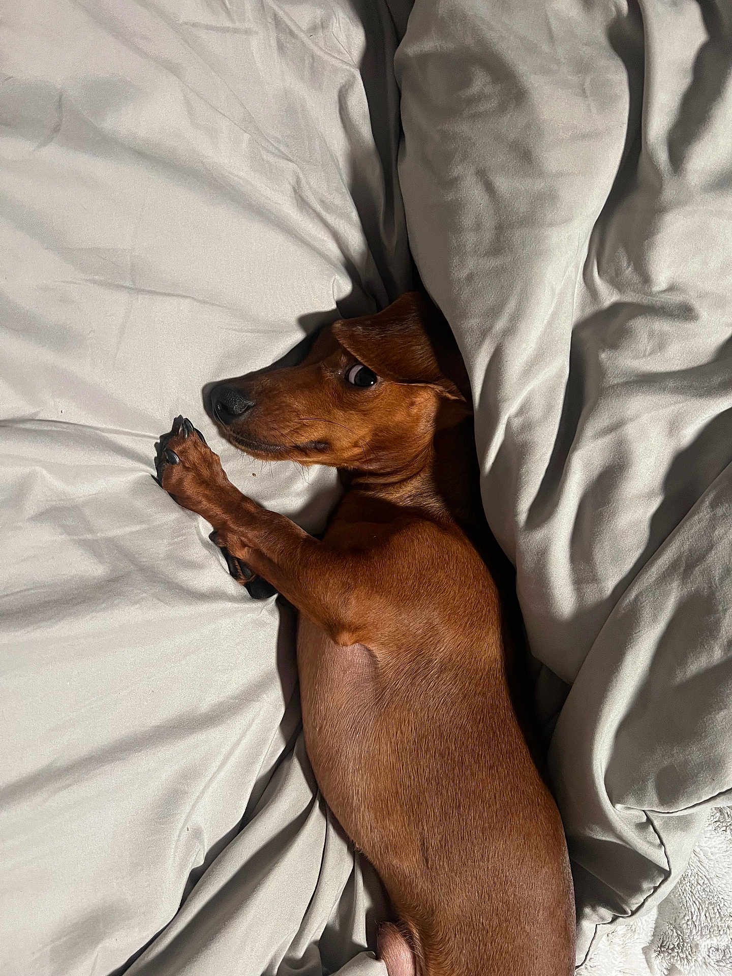 Oscar