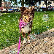Canela is registered to the contest to win money with this photo: dog, bubble, leash, bandana, grass, tree, park, pavement, smiling, outdoor, sunny, daytime, pet, canine, nature, recreation, animal, happy, walking, background