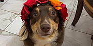 Canela joined the competition — help win amazing prizes! dog, flower_crown, tile_floor, indoor, brown_dog, small_dog, pet, animal, cute, looking_up, collar, tag, chair_leg, home, floor, two_dogs, playful, adorable, companion, curious