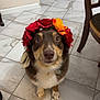 dog, flower_crown, tile_floor, indoor, brown_dog, small_dog, pet, animal, cute, looking_up, collar, tag, chair_leg, home, floor, two_dogs, playful, adorable, companion, curious