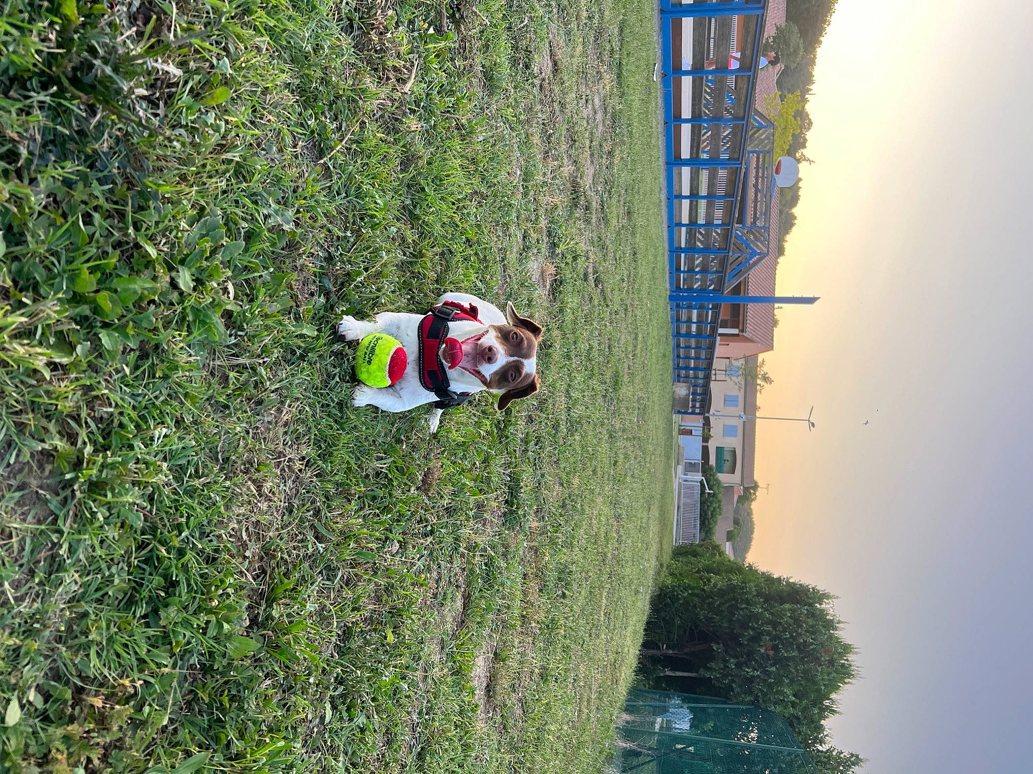 Kara participe au concours pour gagner de l'argent avec cette photo : adventure, aerial_photography, biome, carnivore, dog, extreme_sport, fun, grass, landscape, leisure, plant, pole, recreation, reflection, shrub, sky, slope, sporting_group, tree, water