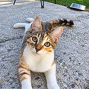 Yuna participe au concours pour gagner de l'argent avec cette photo : cat, calico_cat, kitten, animal, pet, feline, close_up, portrait, outdoor, patio, paving, grass, garden, backyard, stretched_out, sitting, whiskers, large_eyes, striped_fur, metal_bowl