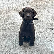 Arés participe au concours pour gagner de l'argent avec cette photo : puppy, dog, chocolate_lab, sitting, outdoor, concrete, pet, young, animal, collar, canine, brown, looking, cute, alone, young_dog, adorable, fur, ears, ground