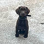 puppy, dog, chocolate_lab, sitting, outdoor, concrete, pet, young, animal, collar, canine, brown, looking, cute, alone, young_dog, adorable, fur, ears, ground