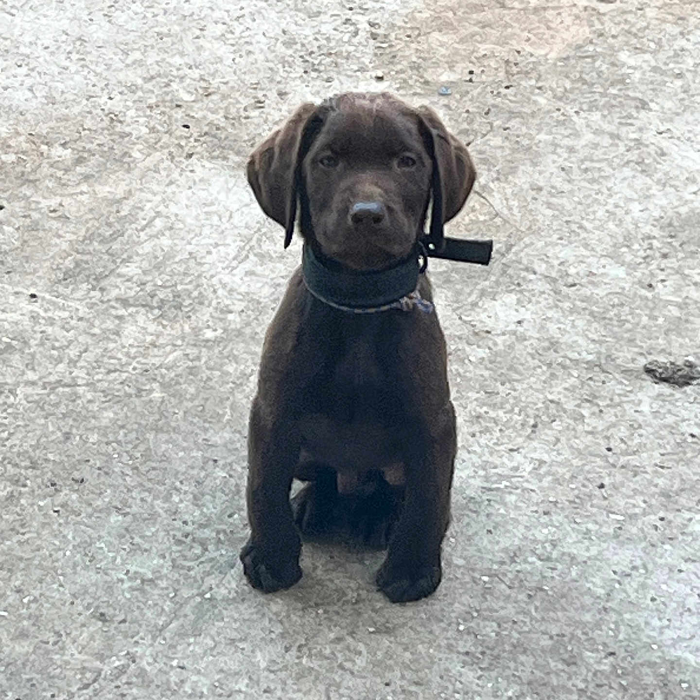 Arés participe au concours pour gagner de l'argent avec cette photo : adorable, alone, animal, brown, canine, chocolate_lab, collar, concrete, cute, dog, ears, fur, ground, looking, outdoor, pet, puppy, sitting, young, young_dog