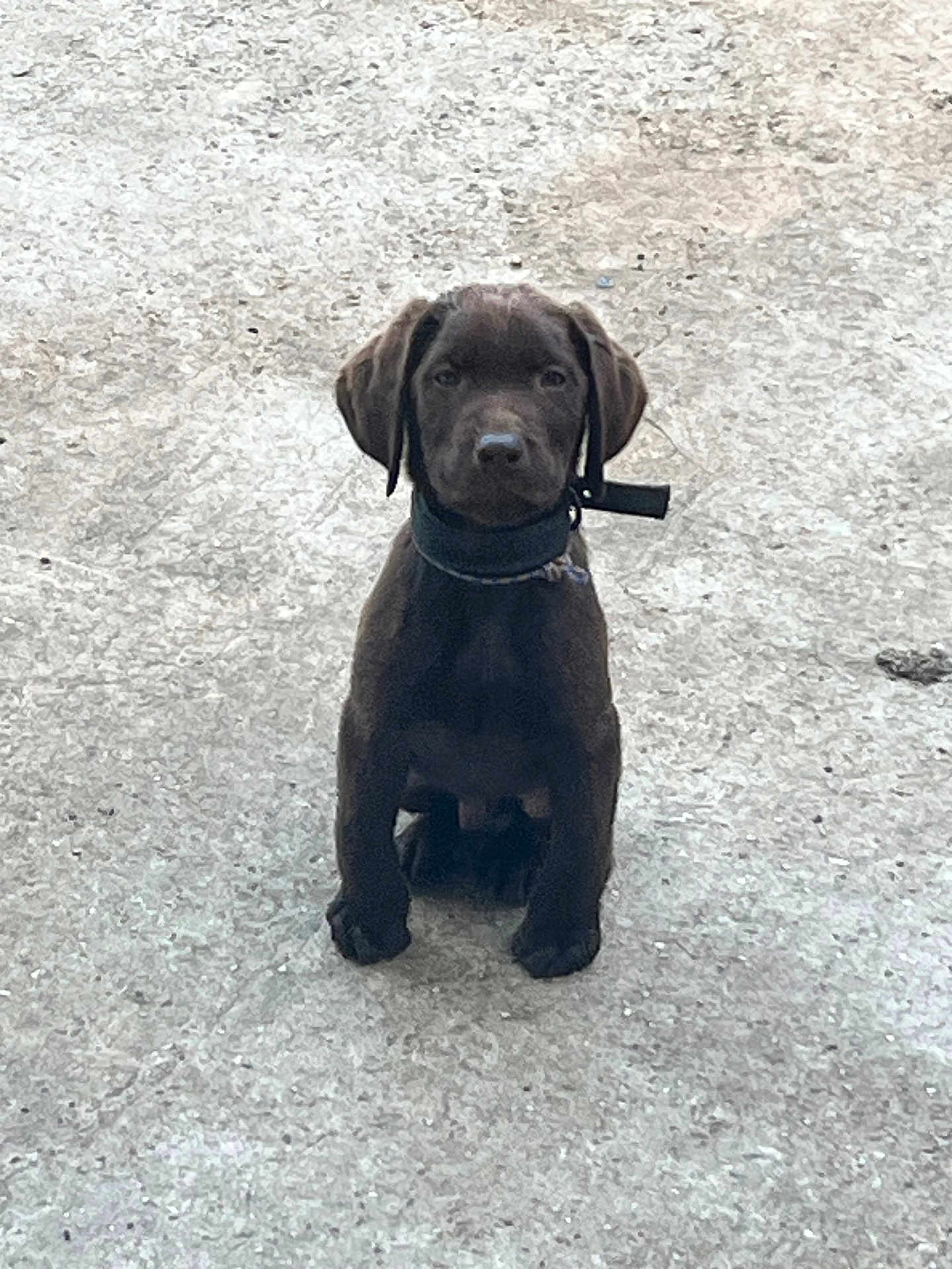 Arés participe au concours pour gagner de l'argent avec cette photo : puppy, dog, chocolate_lab, sitting, outdoor, concrete, pet, young, animal, collar, canine, brown, looking, cute, alone, young_dog, adorable, fur, ears, ground