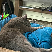Junior is registered to the contest to win money with this photo: cat, gray_cat, sleeping, blue_cushion, cozy, indoor, pet, feline, relaxed, fur, home, blanket, resting, animal, mammal, domestic_cat, comfort, soft, cushion, nap