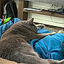 animal, blanket, blue_cushion, cat, comfort, cozy, cushion, domestic_cat, feline, fur, gray_cat, home, indoor, mammal, nap, pet, relaxed, resting, sleeping, soft