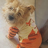 Héro a rejoint le concours — aidez-le/la à gagner de superbes lots ! dog, pet, animal, clothing, onesie, tigger, orange, striped, fur, scruffy, cute, looking_up, floor, tile, indoor, tail, ears, nose, eyes, costume