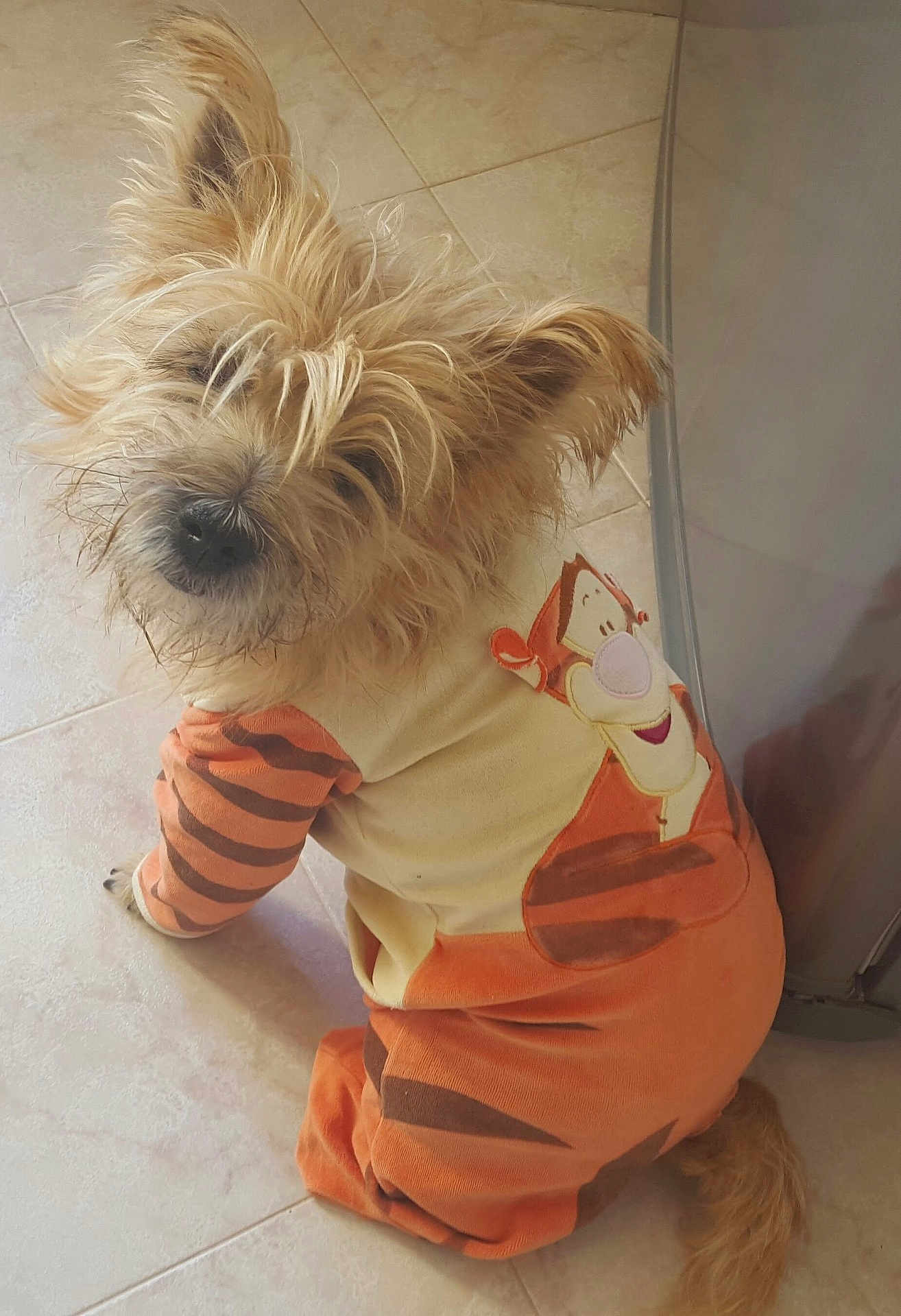 Héro a rejoint le concours — aidez-le/la à gagner de superbes lots ! dog, pet, animal, clothing, onesie, tigger, orange, striped, fur, scruffy, cute, looking_up, floor, tile, indoor, tail, ears, nose, eyes, costume