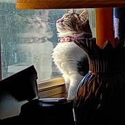 Minnie joined the competition — help win amazing prizes! cat, tuxedo_cat, pet, animal, feline, sitting, window, sunlight, sunbeam, indoors, home, lamp, lampshade, curtain, chair, collar, fluffy, black_and_white, portrait, cozy