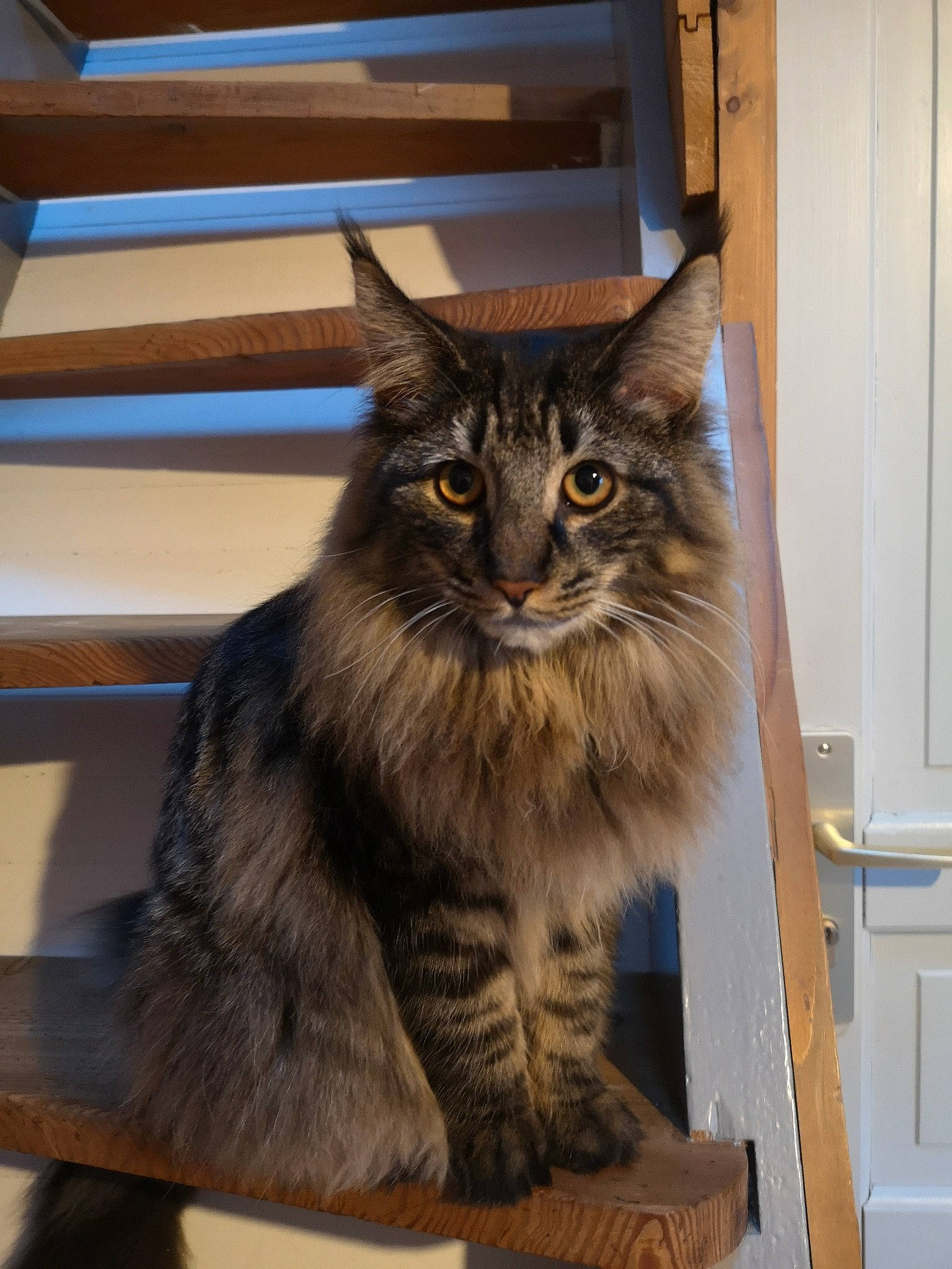 Elvis