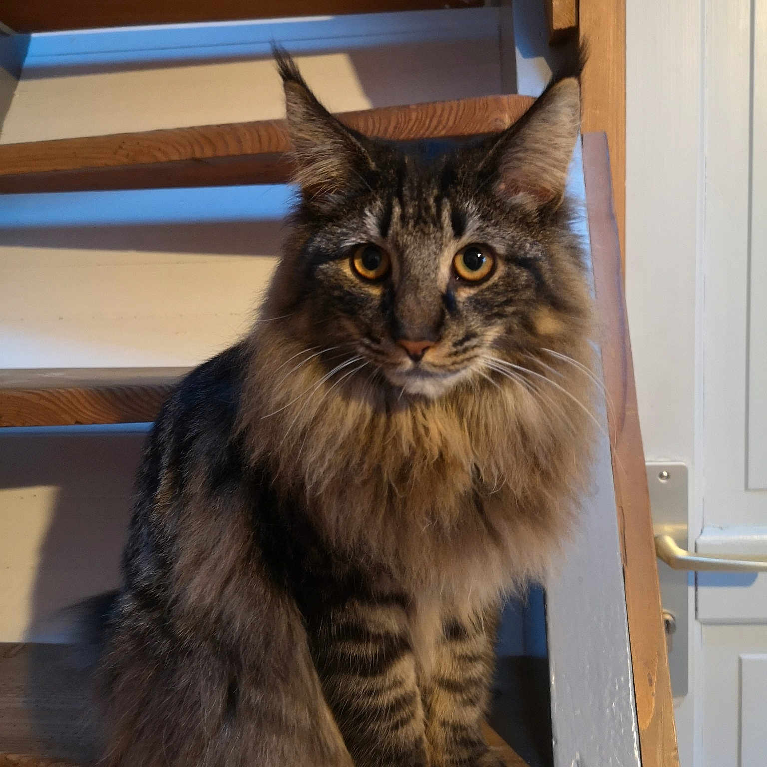 Elvis