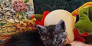Zeus participe au concours pour gagner de l'argent avec cette photo : animal, blanket, cat, couch, cozy, cute, ears, fur, furniture, indoor, kitten, pet, pillow, plush_toy, relaxing, resting, small, soft, tapestry, whiskers