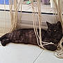 Zeus participe au concours pour gagner de l'argent avec cette photo : animal, black_cat, cat, cord, curious, entangled, feline, floor, glass_door, indoor, light, pet, playful, relaxed, resting, rope, shadow, tile_floor, window, yellow_eyes