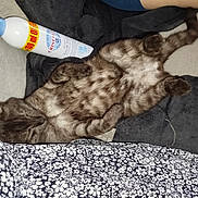 Zeus participe au concours pour gagner de l'argent avec cette photo : animal, belly_up, bottle, cat, cozy, cute, domestic_cat, fabric, floral, furry, indoor, lying_down, pattern, pet, relaxed, resting, sleepy, soft, striped, tabby