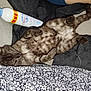 animal, belly_up, bottle, cat, cozy, cute, domestic_cat, fabric, floral, furry, indoor, lying_down, pattern, pet, relaxed, resting, sleepy, soft, striped, tabby