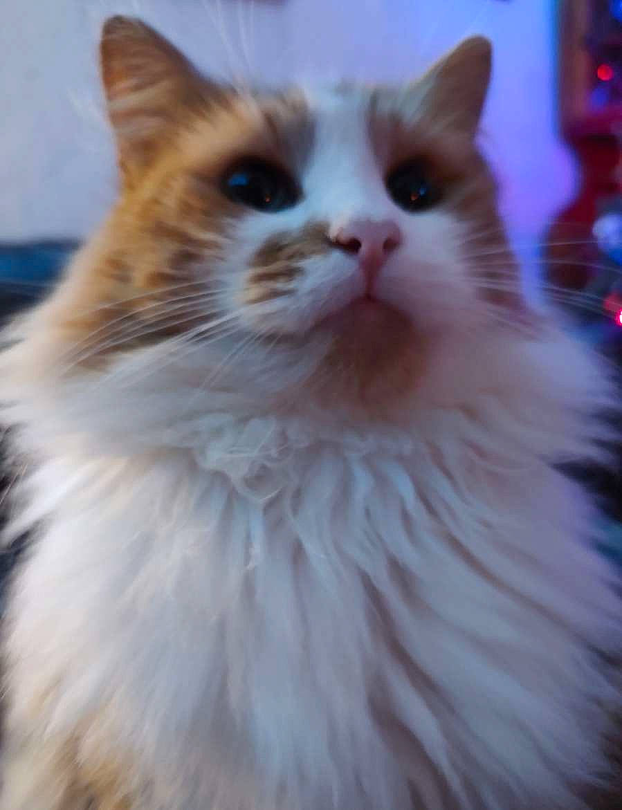 Jeff is registered to the contest to win money with this photo: british_longhair, carnivore, cat, event, fawn, felidae, fur, sitting, small_to_medium_sized_cats, tail, terrestrial_animal, whiskers