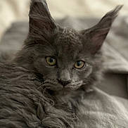 Auria participe au concours pour gagner de l'argent avec cette photo : animal, cat, closeup, cute, ears, feline, fluffy, fur, gray_cat, indoor, lying_down, mammal, pet, portrait, relaxed, resting, sleepy, soft, whiskers, yellow_eyes