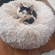 éros a rejoint le concours — aidez-le/la à gagner de superbes lots ! animal, black_and_white_cat, cat, comfortable, cozy, cute, domestic, feline, fluffy_bed, fur, indoor, kitten, paw, pet, relaxed, resting, sleepy, small, white_bed, wooden_floor