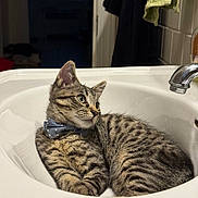 Alex is registered to the contest to win money with this photo: cat, kitten, tabby, bow_tie, sink, bathroom, towel, window, curious, indoor, pet, animal, fur, striped, relaxed, young, whiskers, ears, cute, resting