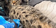 Alex is registered to the contest to win money with this photo: cat, tabby, feline, pet, indoor, blanket, stretching, paw, fur, cozy, relaxing, animal, sleepy, soft, home, carpet, comfort, resting, cute, domestic