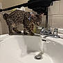 Alex joined the competition — help win amazing prizes! kitten, cat, bathroom, sink, faucet, curious, tabby, collar, bow, white, tile, soap, towel, pet, animal, domestic, exploring, young, cute, indoor