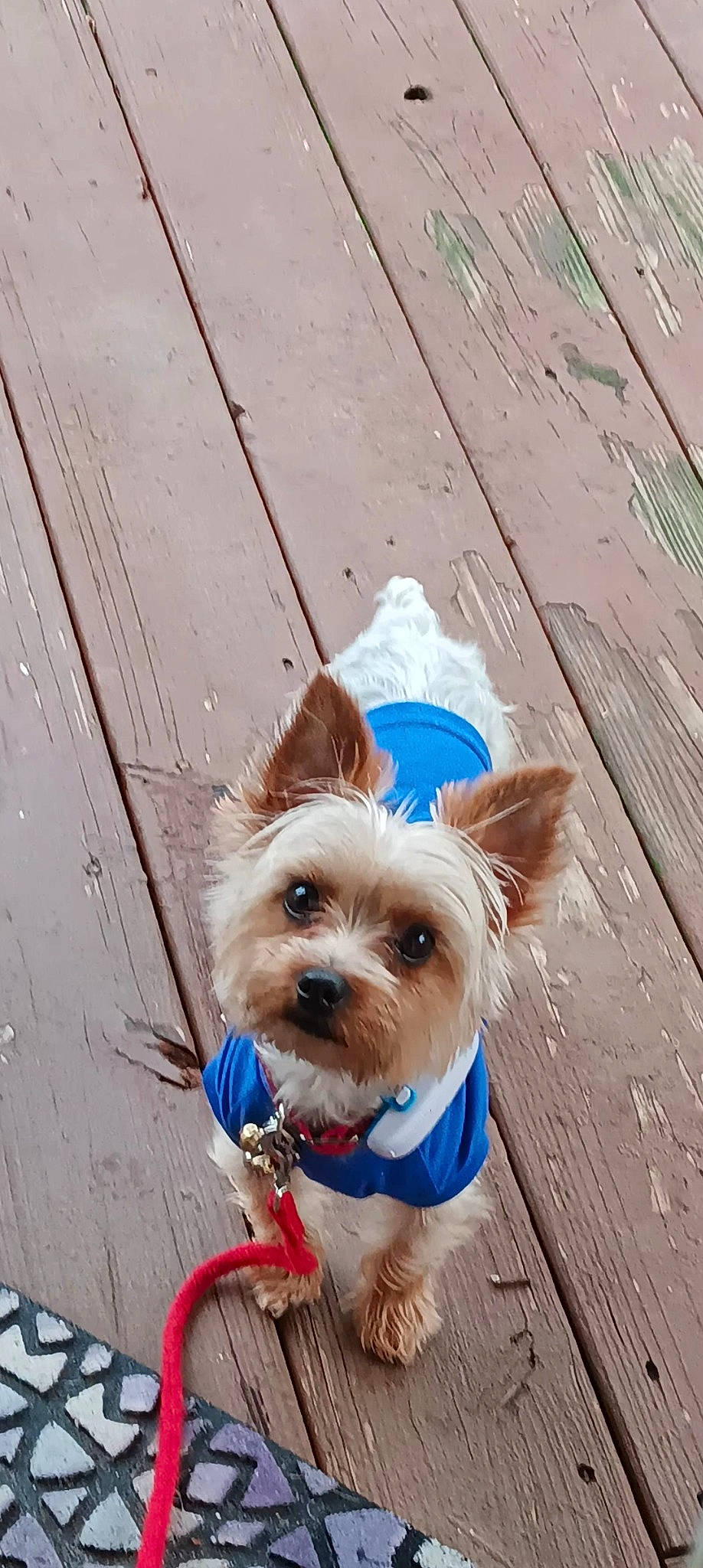 Taco joined the competition — help win amazing prizes! carnivore, collar, companion_dog, dog, dog_breed, dog_clothes, dog_collar, dog_supply, electric_blue, fashion_accessory, fawn, leash, liver, pet_supply, small_terrier, snout, sporting_group, toy_dog, wood, working_animal